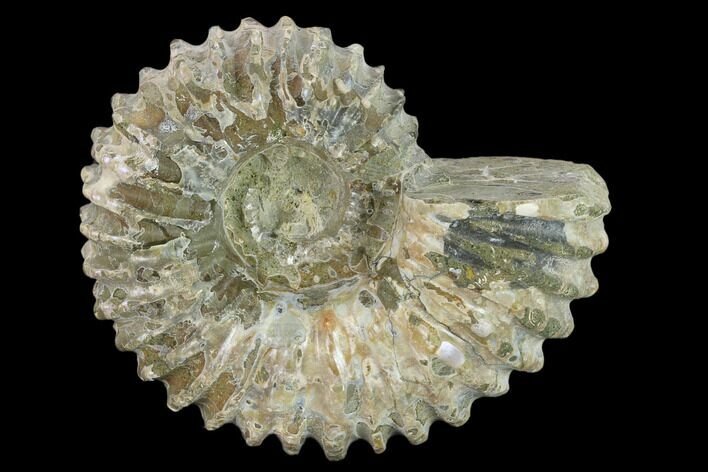 Bumpy Ammonite (Douvilleiceras) Fossil - Madagascar #134187
